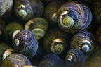 Margarita escargots (snail)