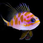 Odontanthias borbonius (Borbonius Anthias)