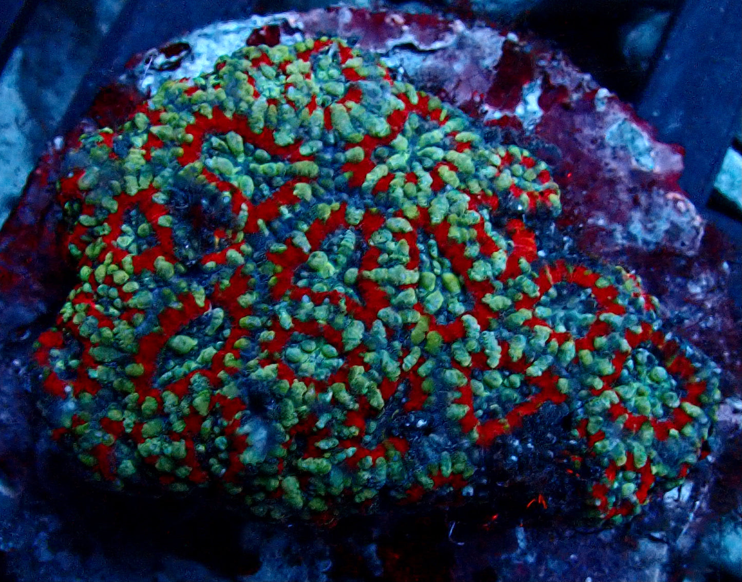 Acanthastrea