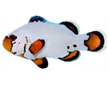 Flurry Ocellaris (Clownfish)