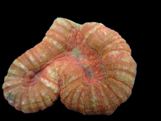 Brain Coral, Lobophyllia