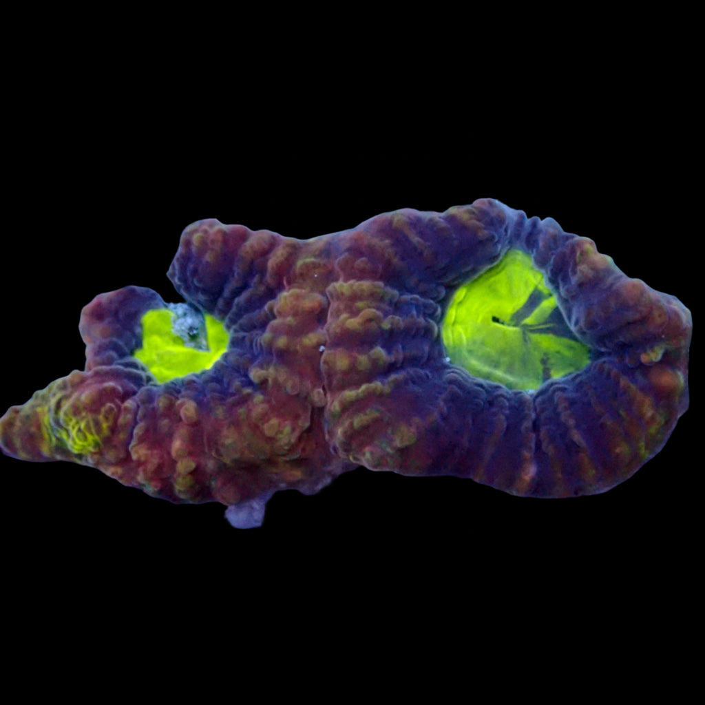 Dragon Soul Favia Frag