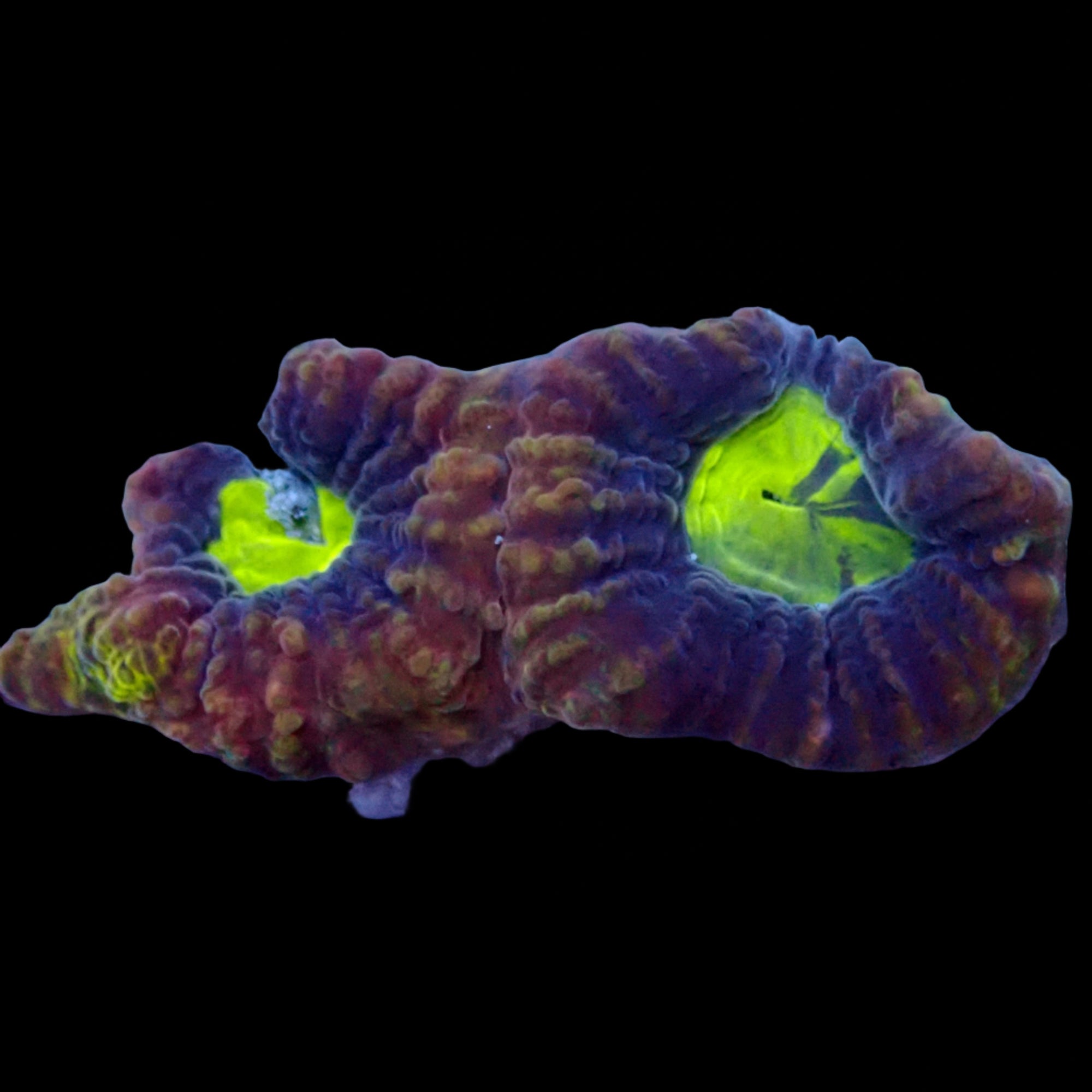 Dragon Soul Favia Frag