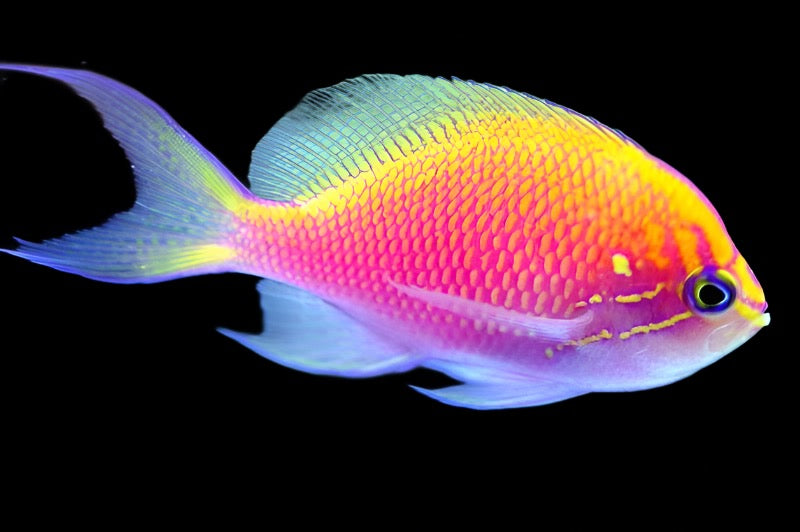 Serranocirrhitus latus (Sunburst Anthias)