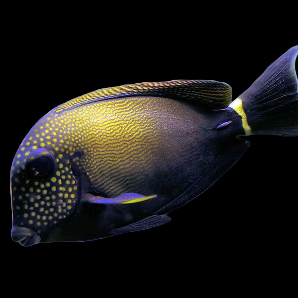 Acanthurus Maculiceps (Maculiceps Tang) Large