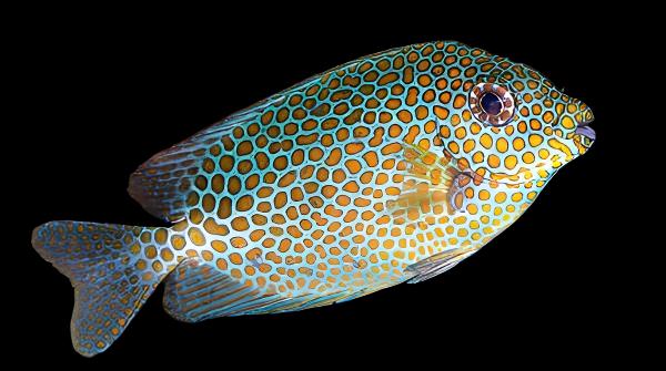 Siganus punctatus (Blue and Gold Spotted Foxface) XLg