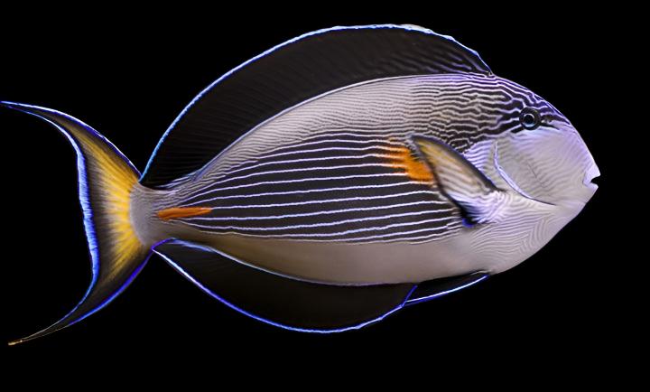 Acanthurus sohal (Sohal Tang) Large