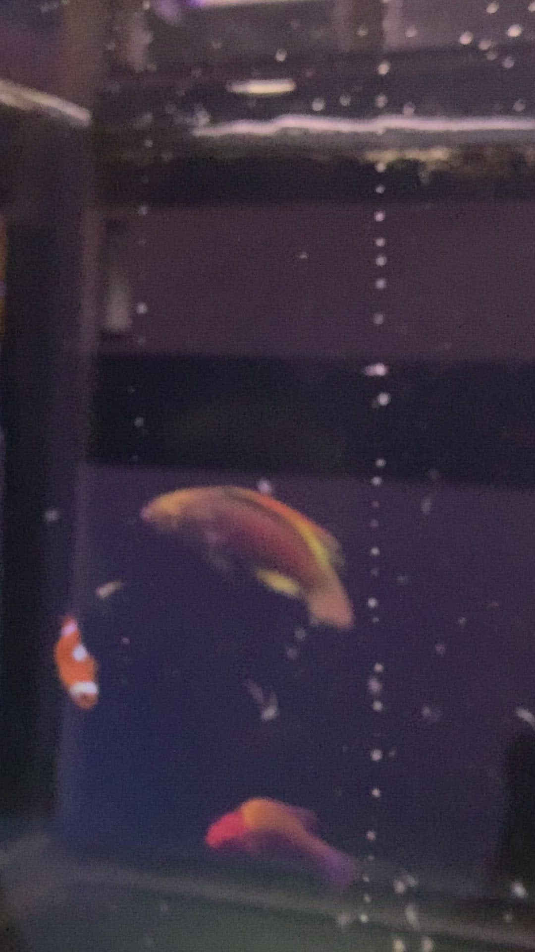 lineatus fairy wrasse