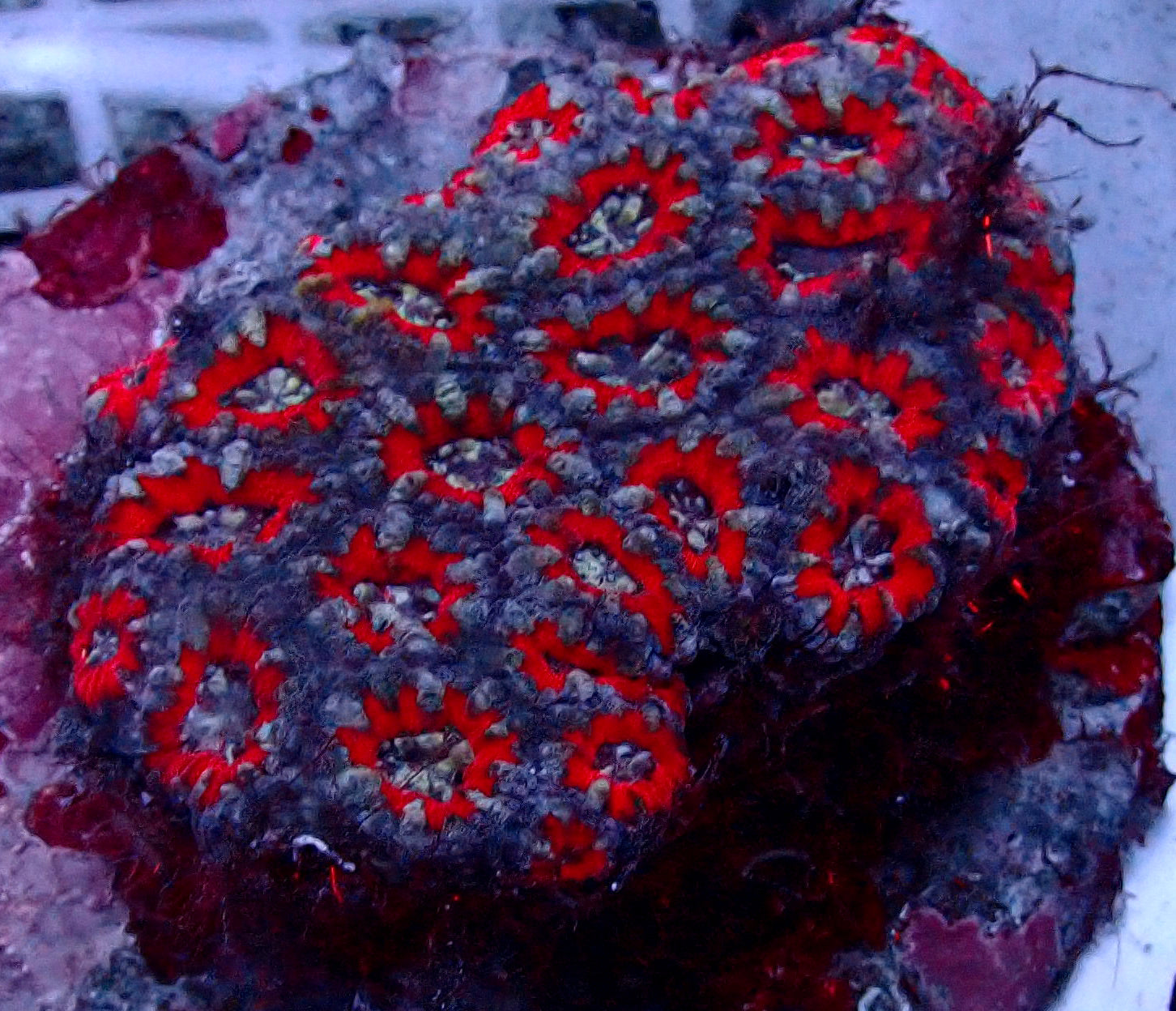 Acanthastrea