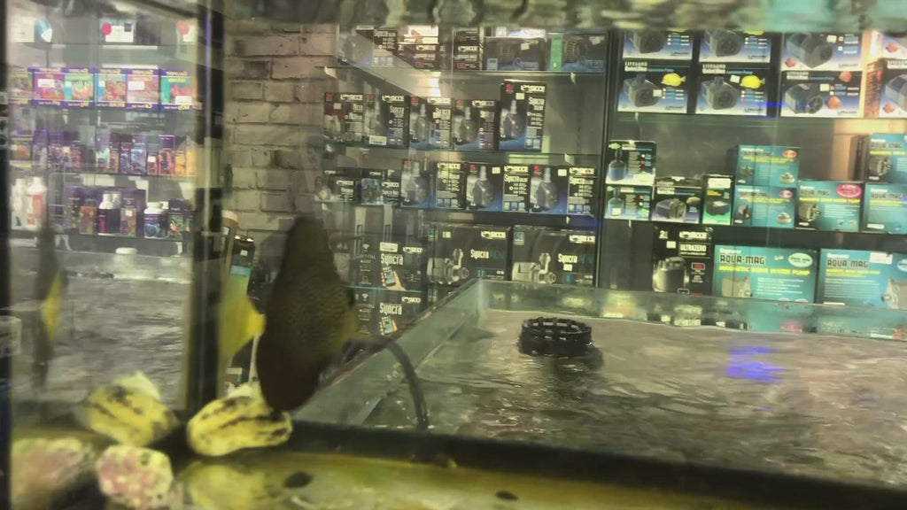 Zebrasoma gemmatum (Gem Tang)