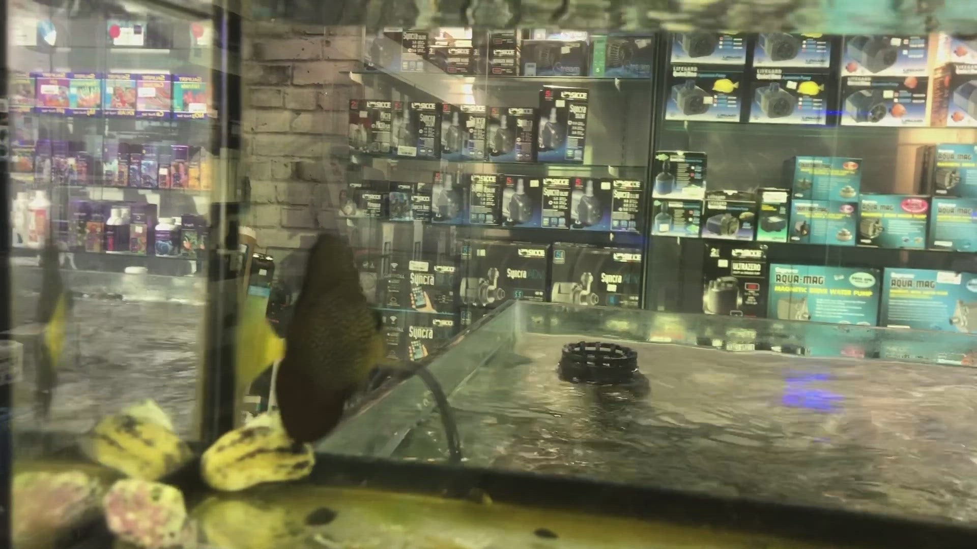 Zebrasoma gemmatum (Gem Tang)