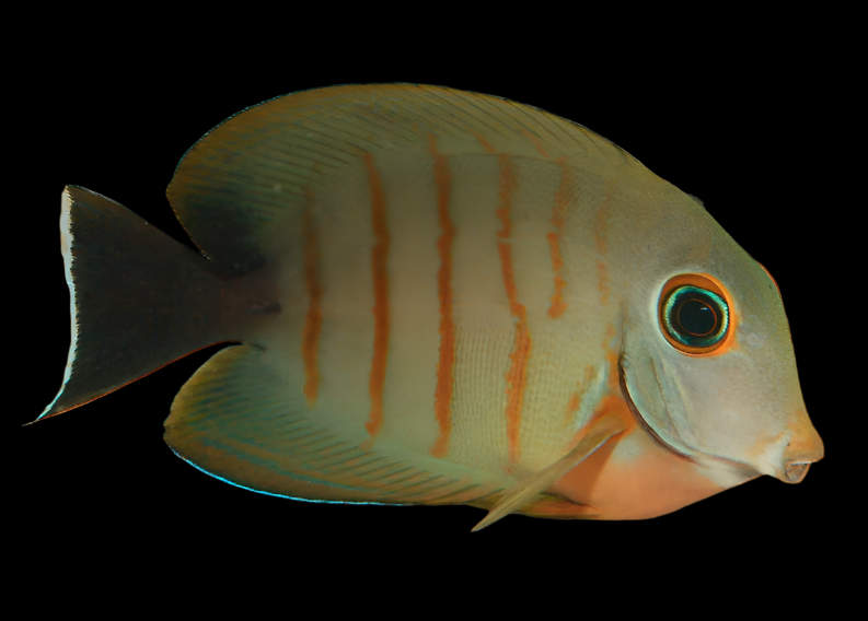 Acanthurus tristis Mimic (eibli mimic tang)