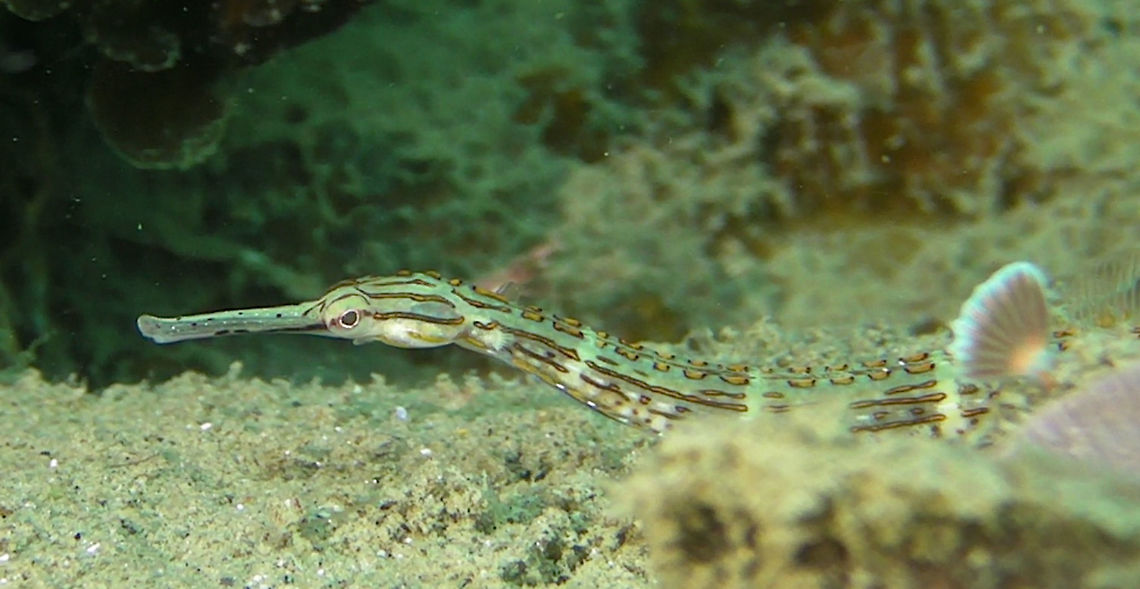 Yellow-Spotted Pipefish