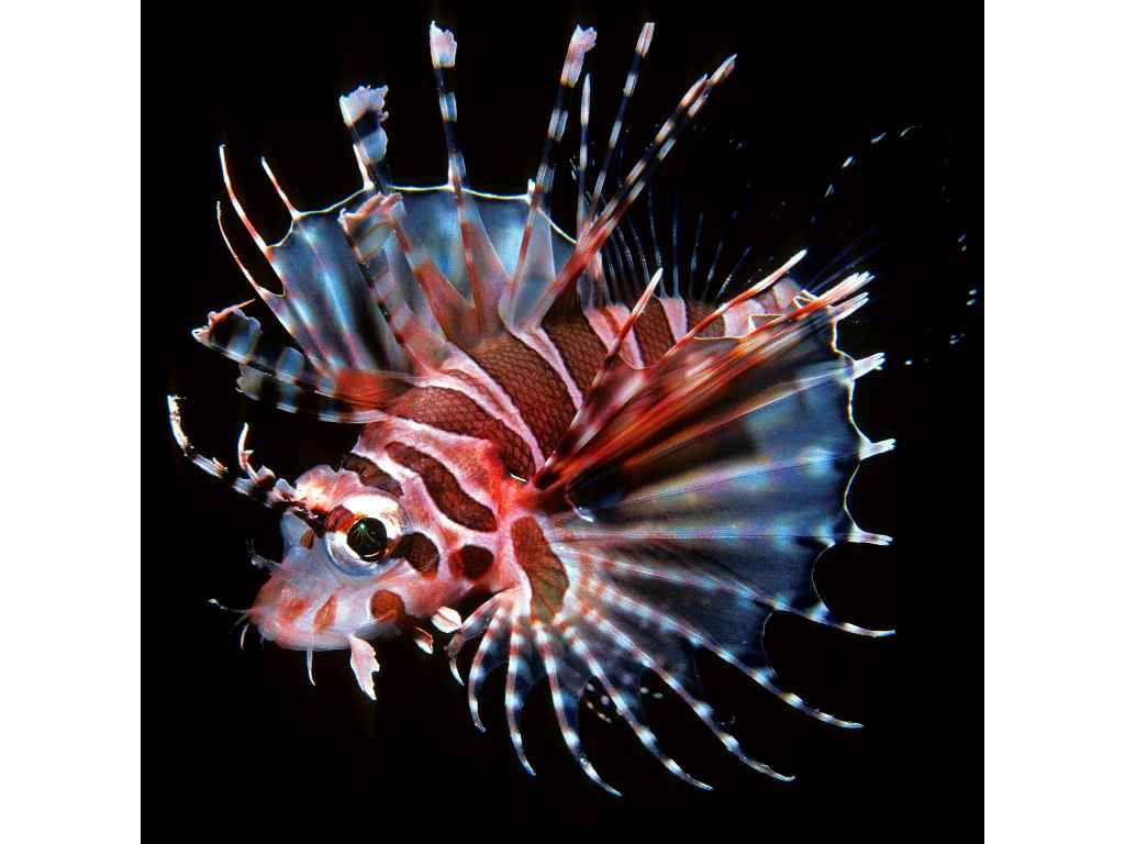 Dendrochirus zebra (Dwarf/Zebra Lionfish)