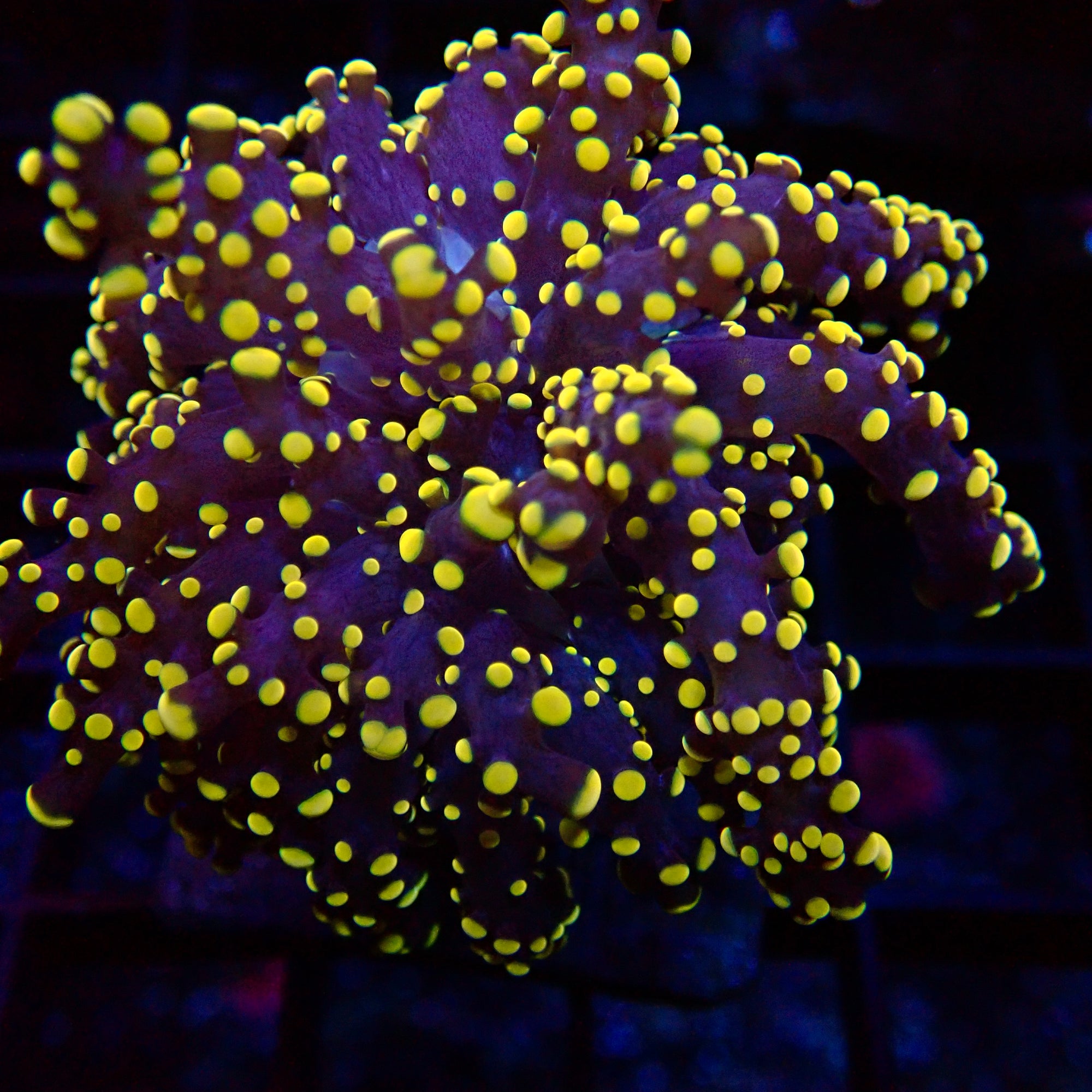 Yellow Tip Purple Stem Octo Spawn par tête