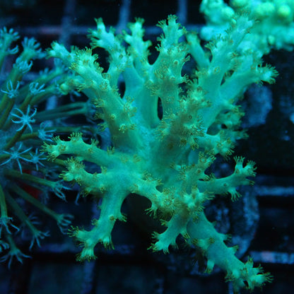 Green Tree Leather Coral frag