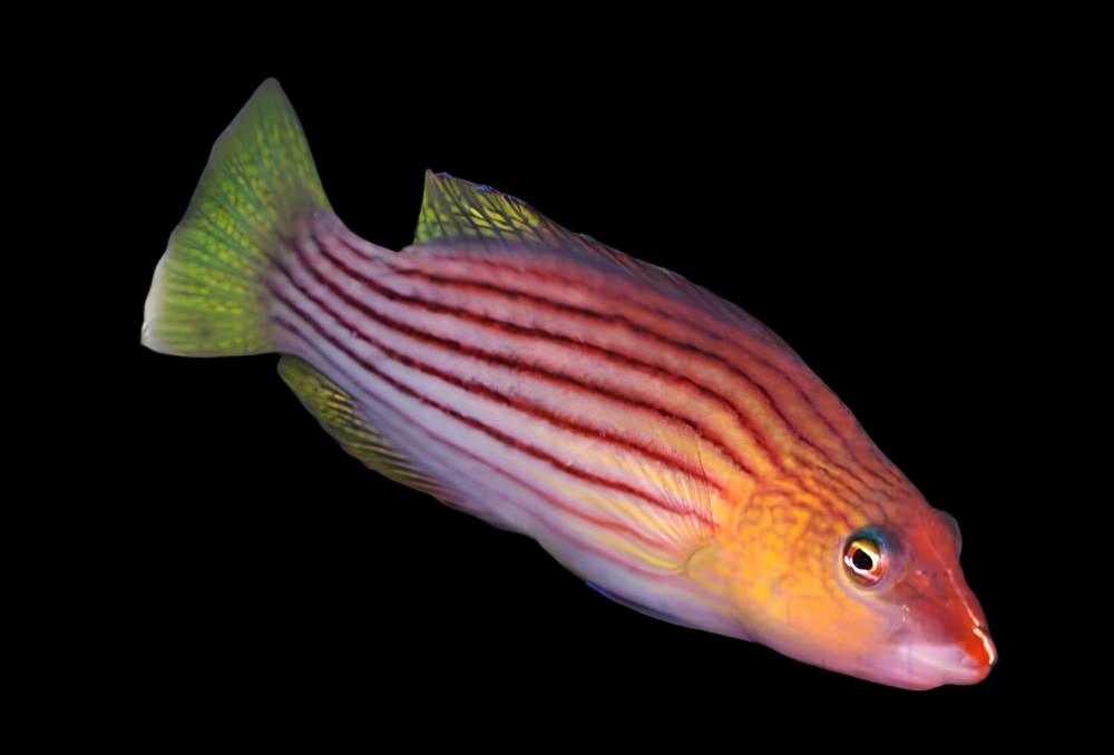 Pseudocheilinus octotaenia (Eight Lined Wrasse)