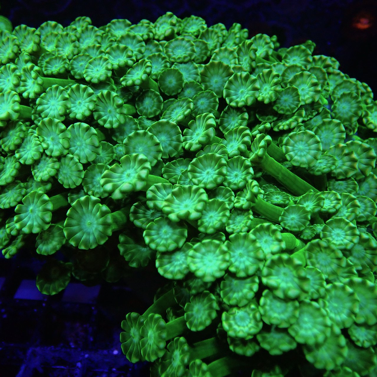 Alveopora colony