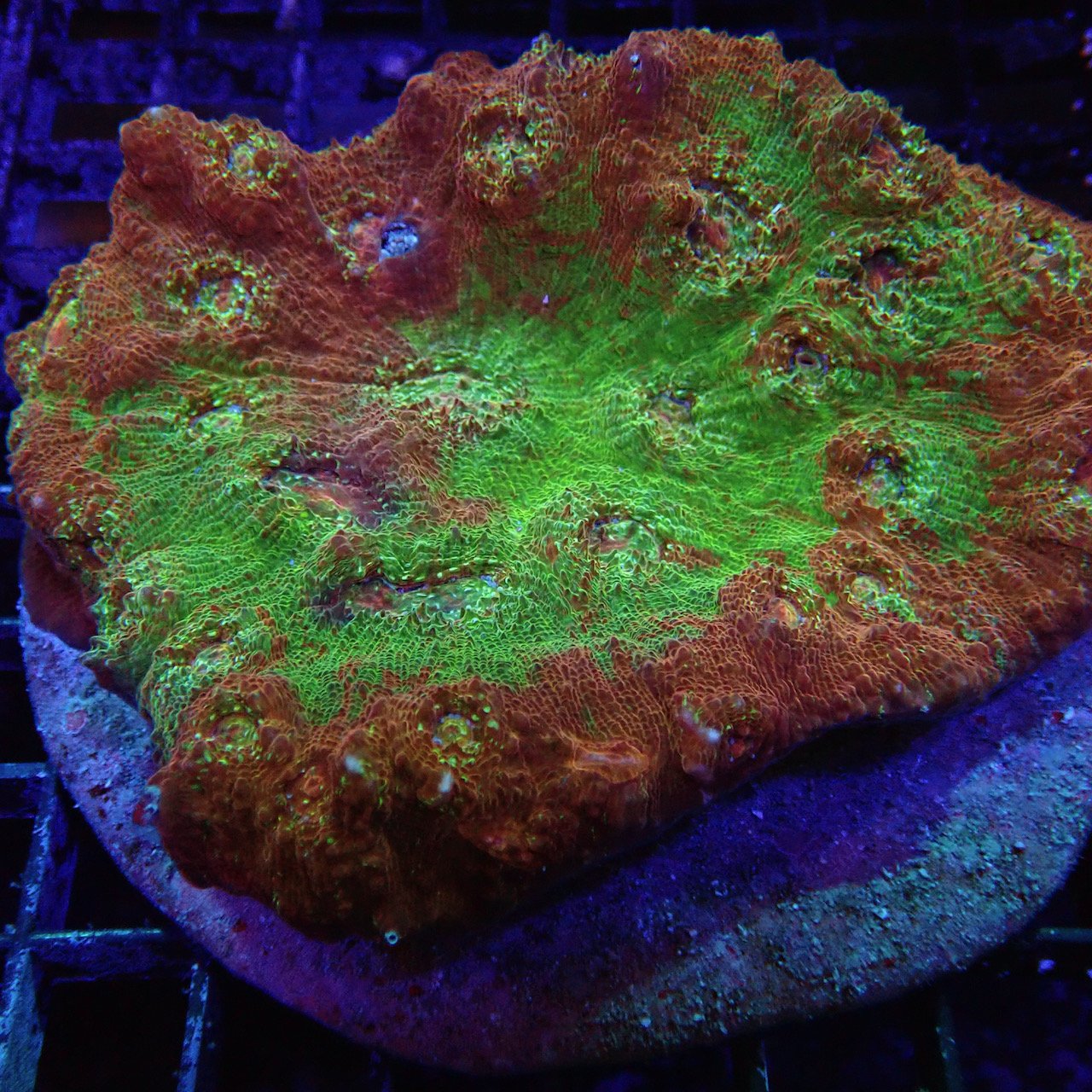 Chalice Corals #3