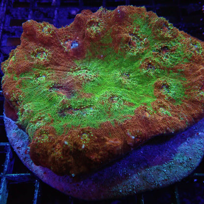Chalice Corals #3