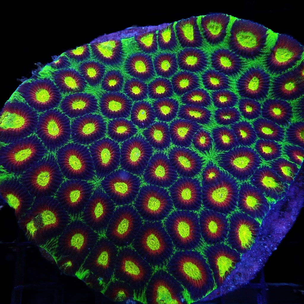 Raja Rampage Favia frag