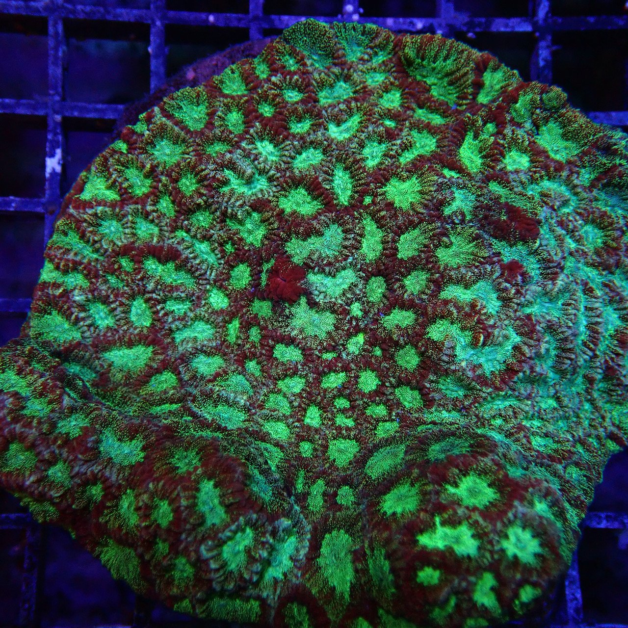 Favites Green Frags Only