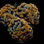 Golden Branching Hammer par tête