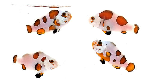 Orange Storm Ocellaris (Clownfish)