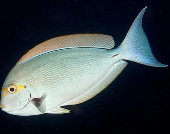 Acanthurus mata (Mata Tang)
