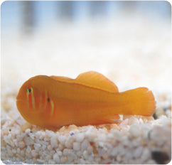 Gobiodon quinquestrigatus (Red Coralgoby)