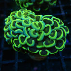 Hammer Frag Golden avec Green tips