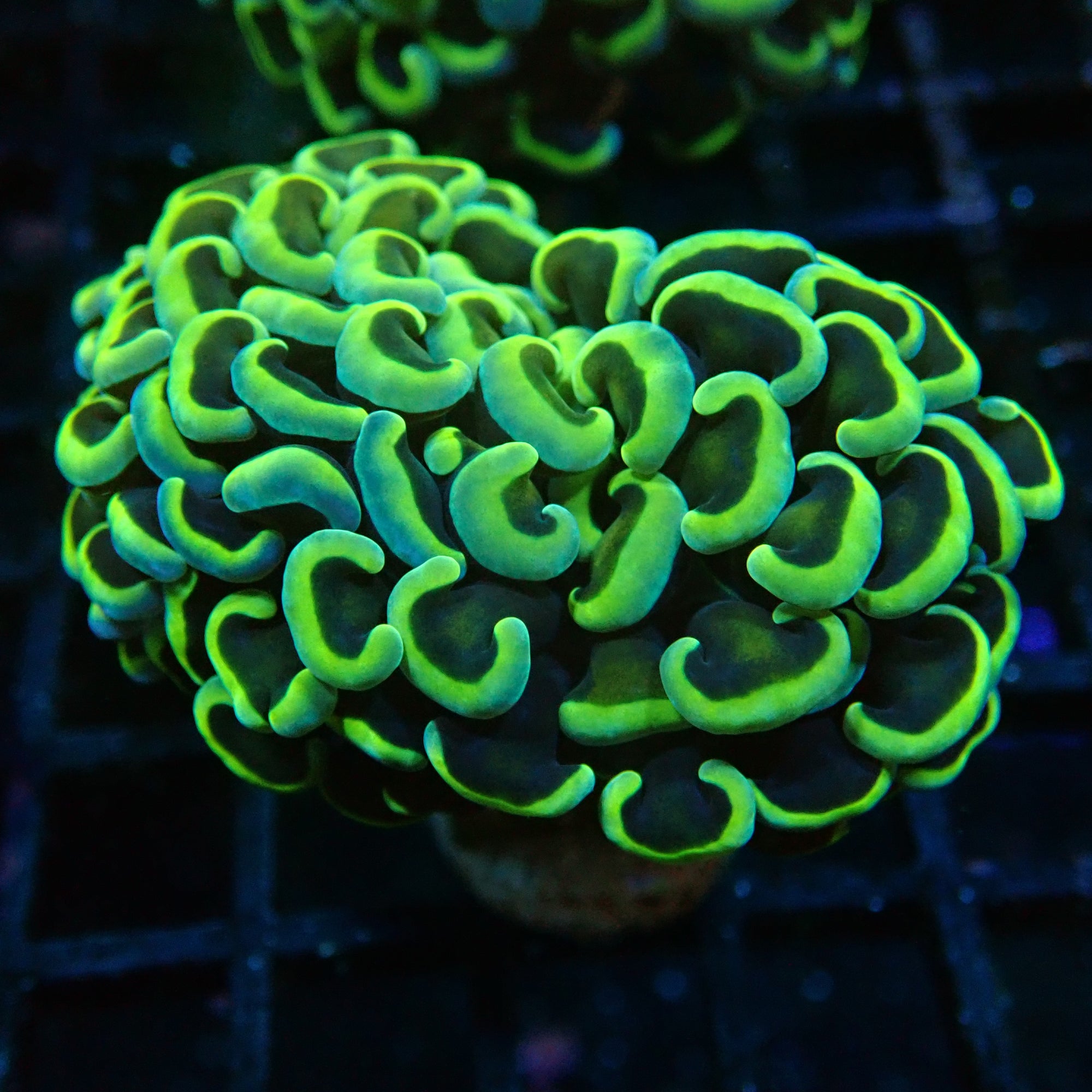 Hammer Frag Golden avec Green tips