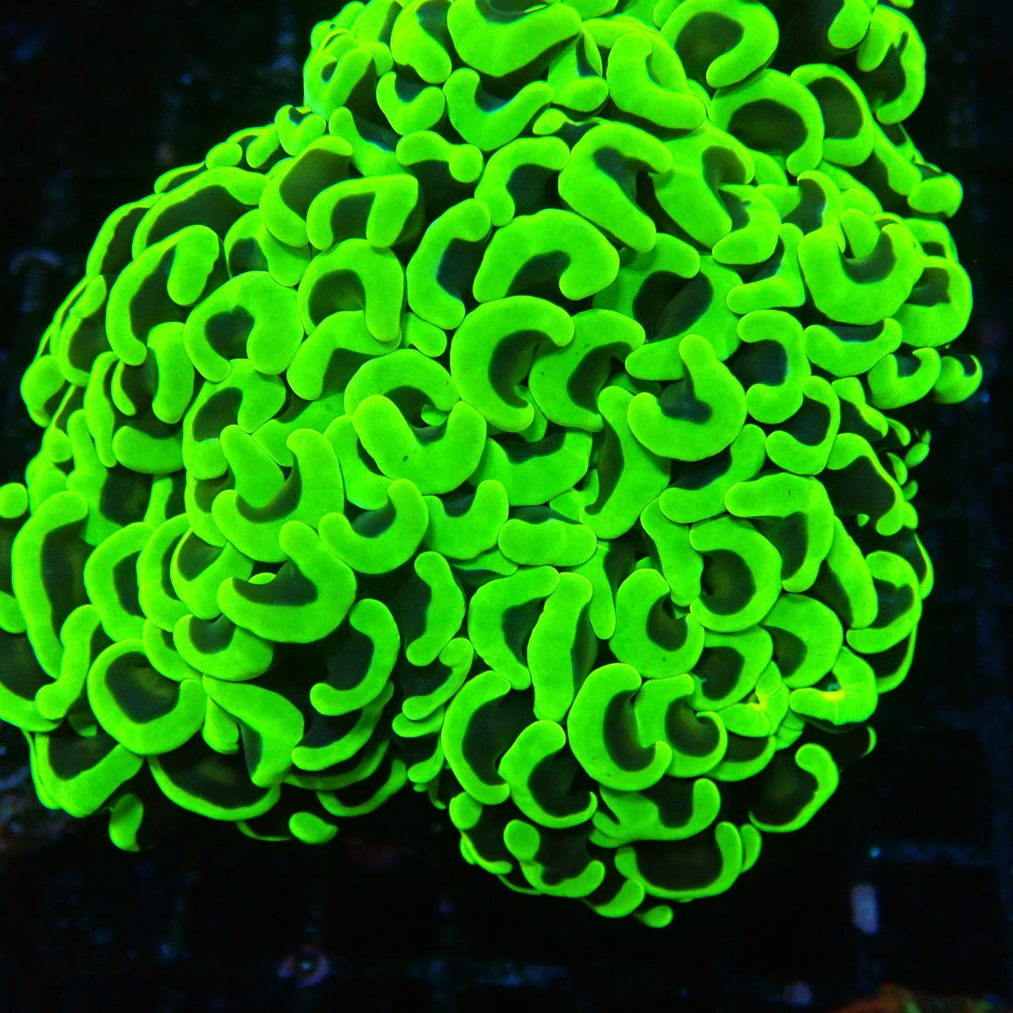 Wall Hammer Colony neon Green
