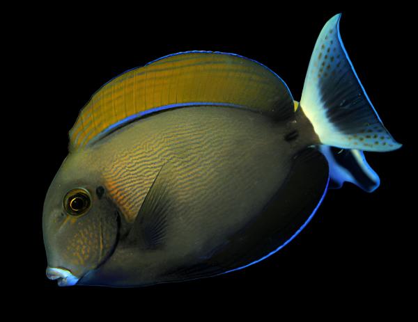 Acanthurus bariene (Bariene Tang)