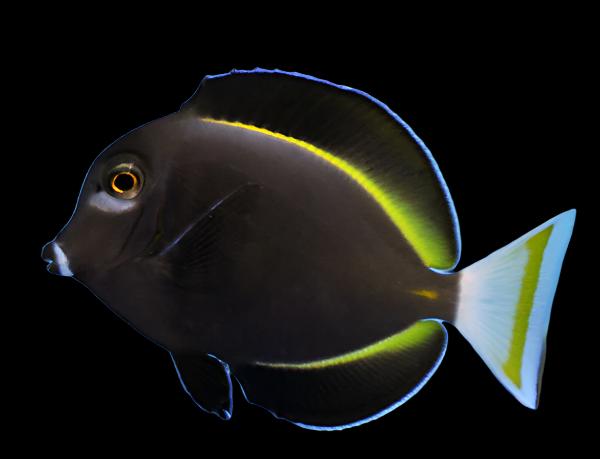 Acanthurus nigricans (Whitecheek Tang) Large