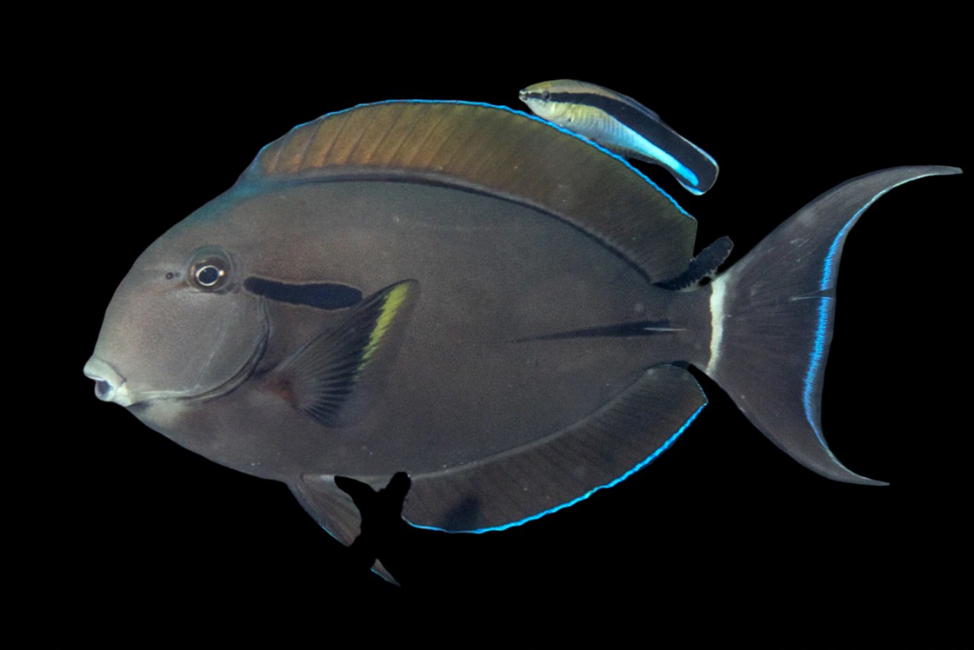 Epaulette Surgeonfish ( Black shoulder tang )