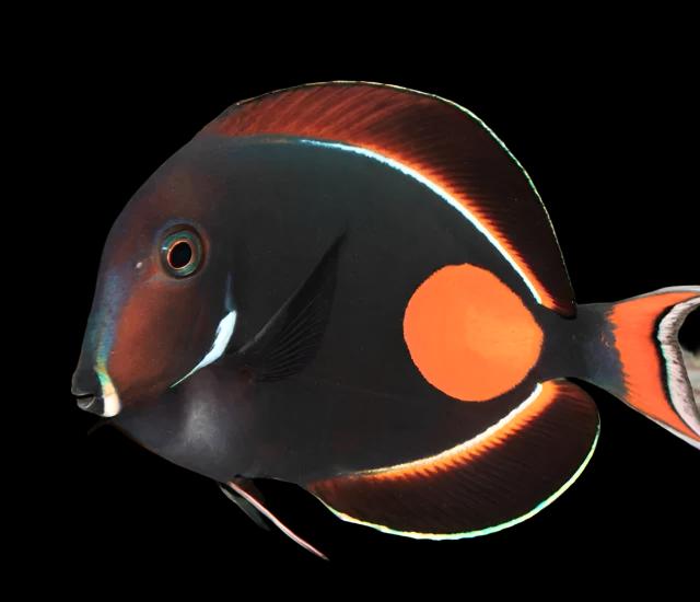 Acanthurus Achilles (Achilles Tang) XX Large