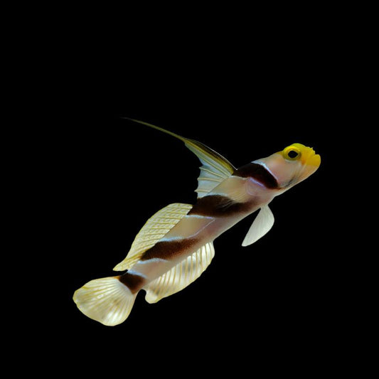 Stonogobiops nematodes (Antenna Goby)