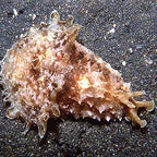 DOLABELLA AURICULARI (Sea hare)