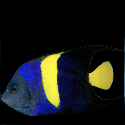 Pomacanthus asfur (Asfur Angelfish)