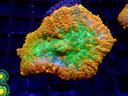 Ultra Orange Rhoductis Mushroom