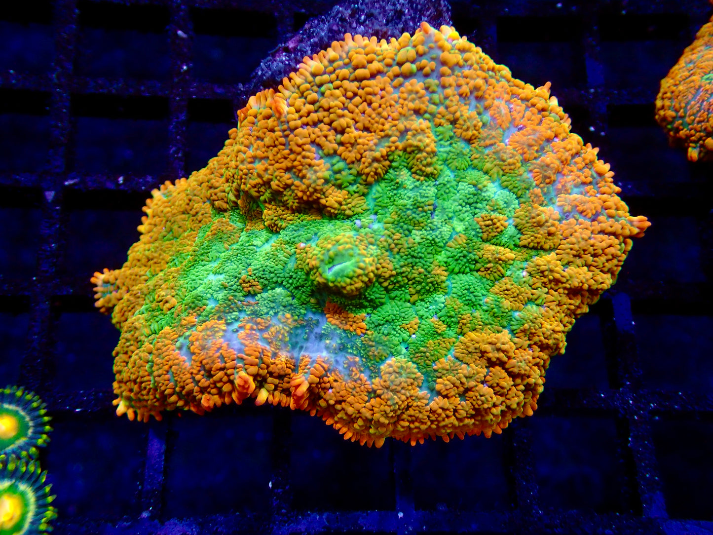 Ultra Orange Rhoductis Mushroom