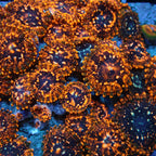 Utter chaos Zoanthids Par Polyp
