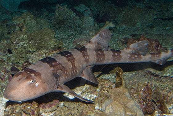 Bamboo Cat Shark