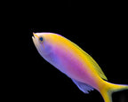 Pseudanthias bartlettorum (Bartlett Anthias)