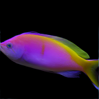 Pseudanthias bartlettorum (Bartlett Anthias) Male