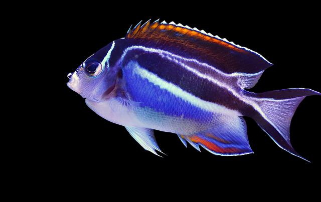 Genicanthus bellus (Bellus Angelfish) Femelle