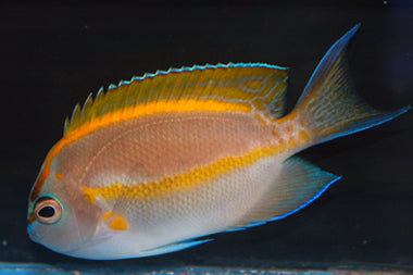 Genicanthus bellus (Bellus Angelfish) Male