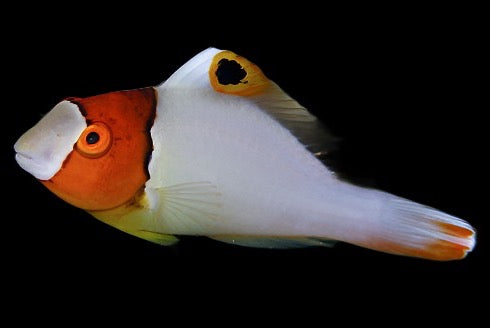 Bicolor Parrot fish