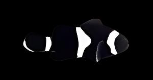 Ocellaris Noir (Clownfish)